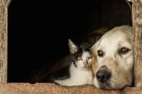 A $900 Tax Break for Pet Owners? New Jersey is Considering It